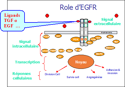 Résultats définitifs de l’essai Bond ou le Cétuximab, en pratique courante, dans le cancer colo-rectal métastatique.
